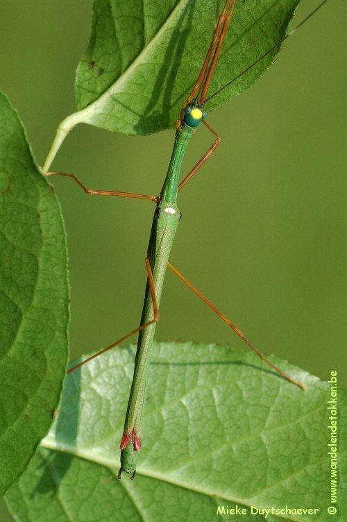 PSG 46 - Marmessoidea rosea - Volwassen man