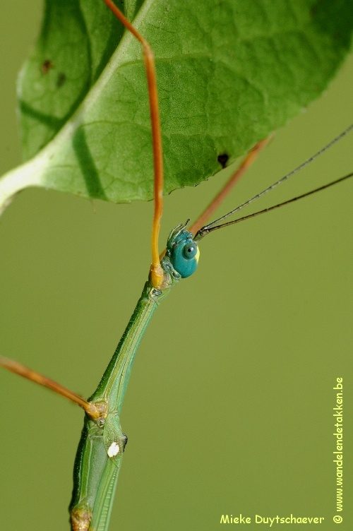 PSG 46 - Marmessoidea rosea - Volwassen man