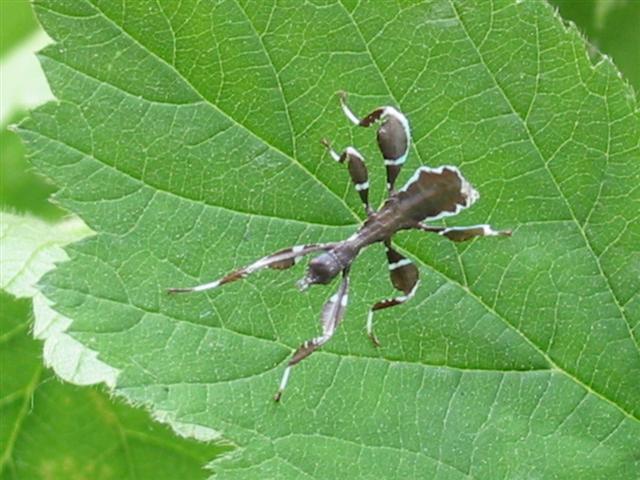 PSG 278 - Phyllium philippinicum - Zwart nimfje na geboorte