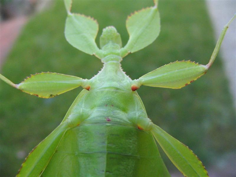PSG 278 - Phyllium philippinicum - Volwassen vrouw met rode okseltjes