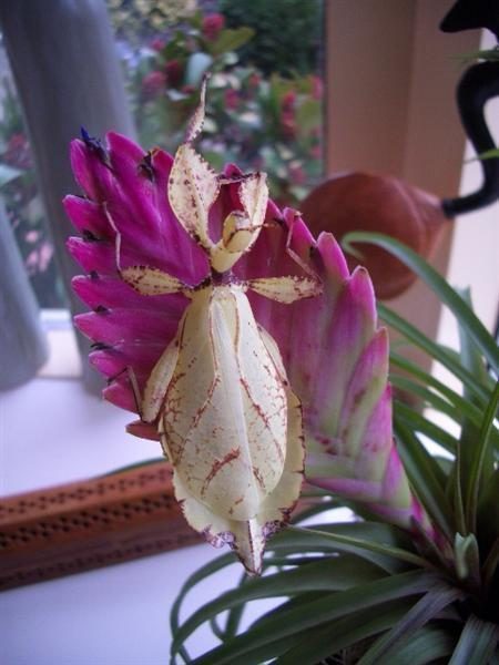 PSG 278 - Phyllium philippinicum - Volwassen vrouw, gele kleurvariant