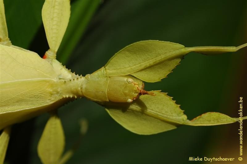 PSG 278 - Phyllium philippinicum - Volwassen vrouw, gele kleurvariant