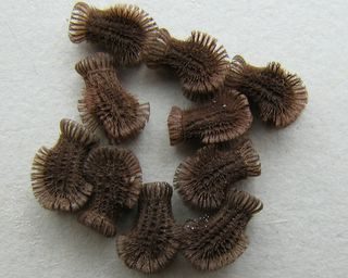 PSG 278 - Phyllium philippinicum - Eitjes