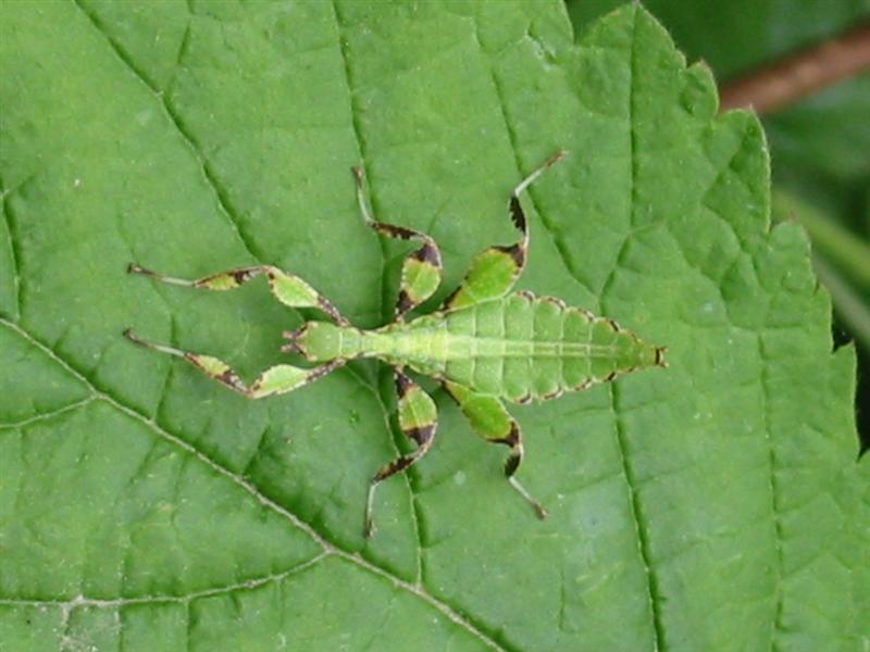PSG 278 - Phyllium philippinicum - Groen nimfje na paar dagen