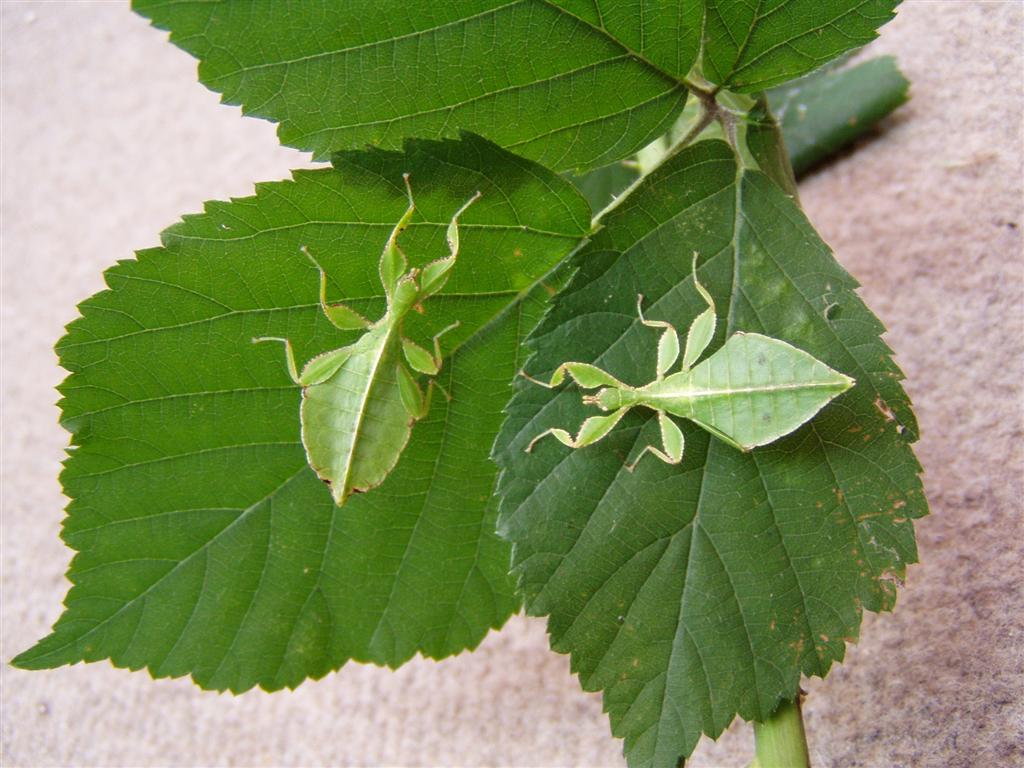 PSG 278 - Phyllium philippinicum - Koppel nimfen
