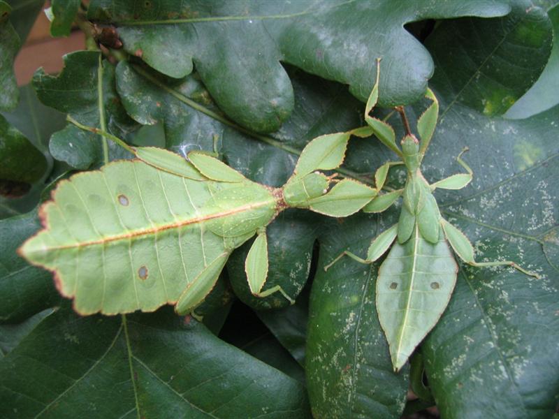 PSG 278 - Phyllium philippinicum - Koppel nimfen