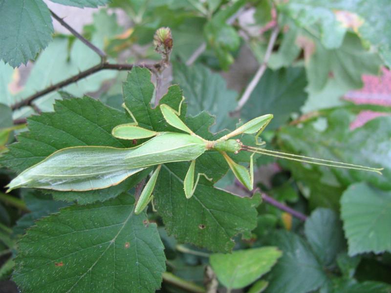PSG 278 - Phyllium philippinicum - Volwassen man