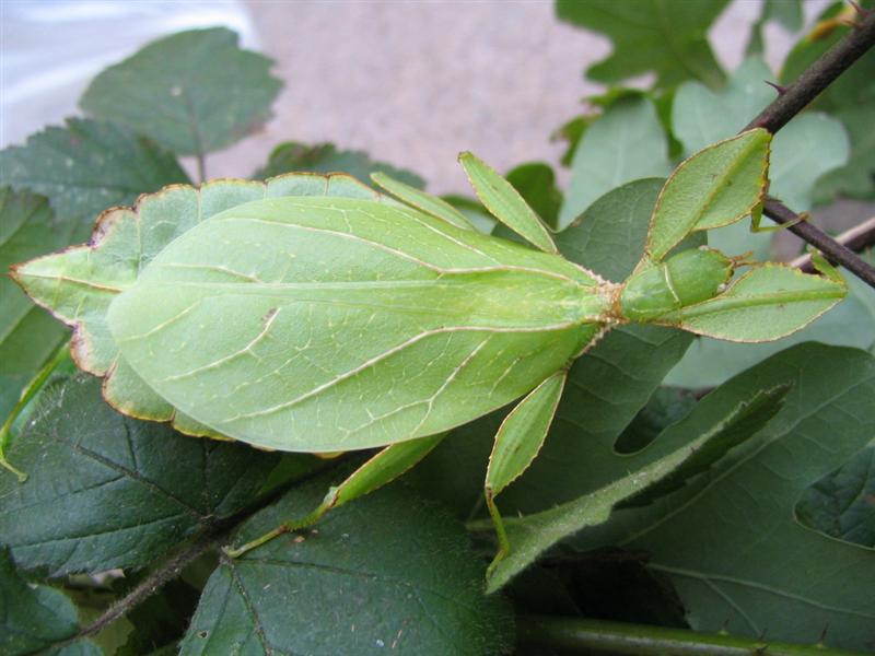 PSG 278 - Phyllium philippinicum - Volwassen vrouw