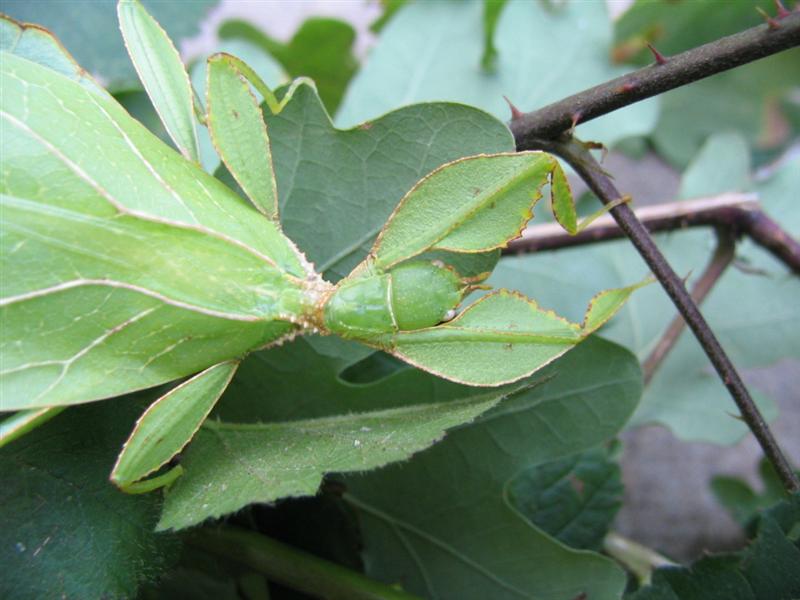PSG 278 - Phyllium philippinicum - Volwassen vrouw