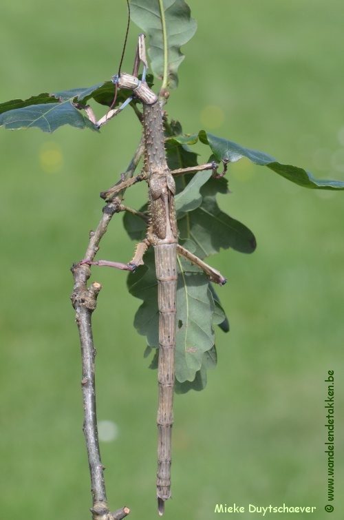 PSG 327 - Achrioptera manga - Volwassen vrouw