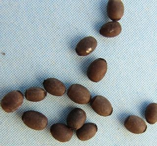 PSG 268 - Leiophasma lucubense - Eitjes