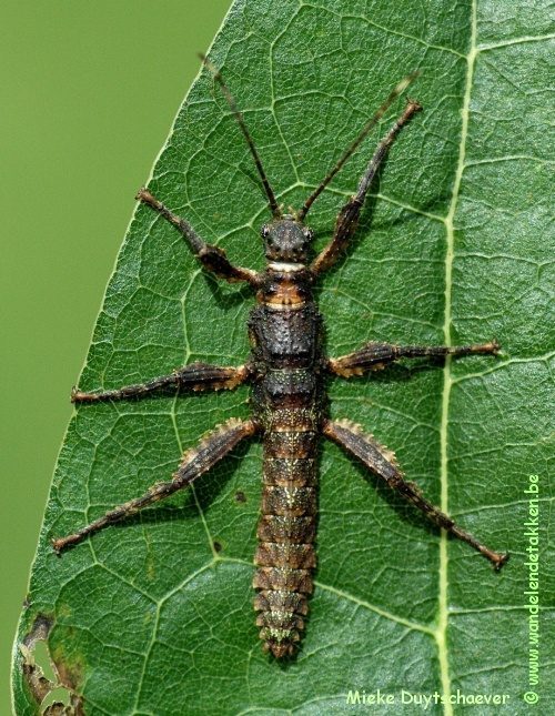 PSG 338 - Mearnsiana bullosa - Nimf