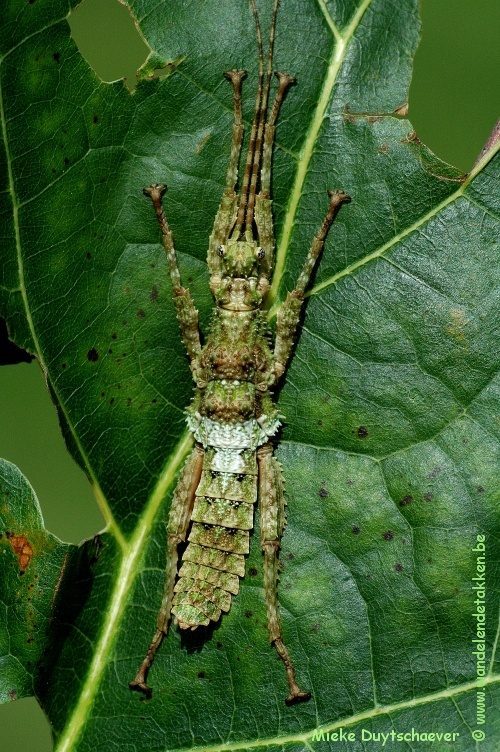 PSG 338 - Mearnsiana bullosa - Mannelijke nimf
