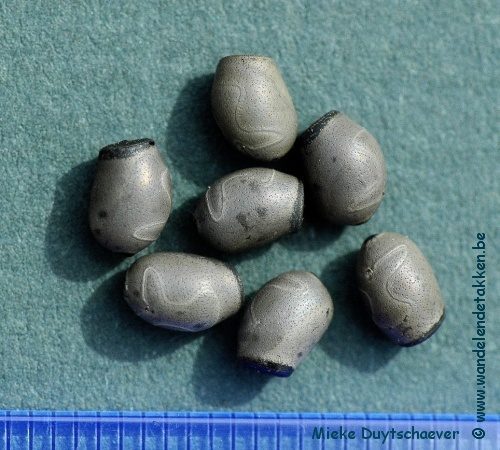 PSG 338 - Mearnsiana bullosa - Eitjes