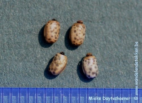 PSG 343 - Myronides spec Peleng - Eitjes