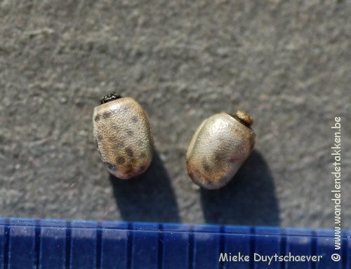 PSG 343 - Myronides spec Peleng - Eitjes