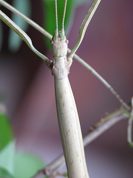 PSG 250 - Bacteria ferula - Volwassen vrouw - beige kleurvariant