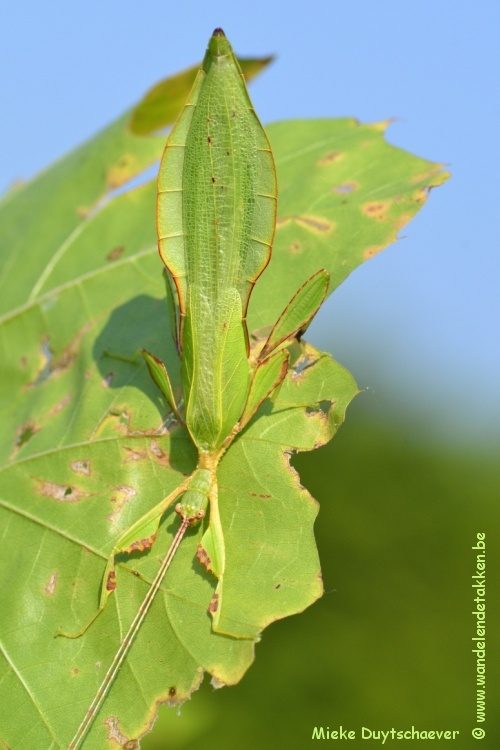 PSG 348 - Phyllium mabantai - Volwassen man