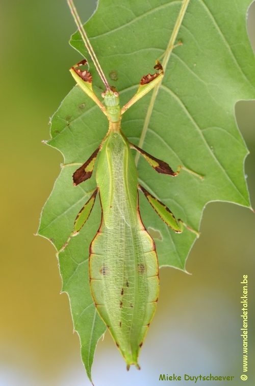 PSG 348 - Phyllium mabantai - Volwassen man