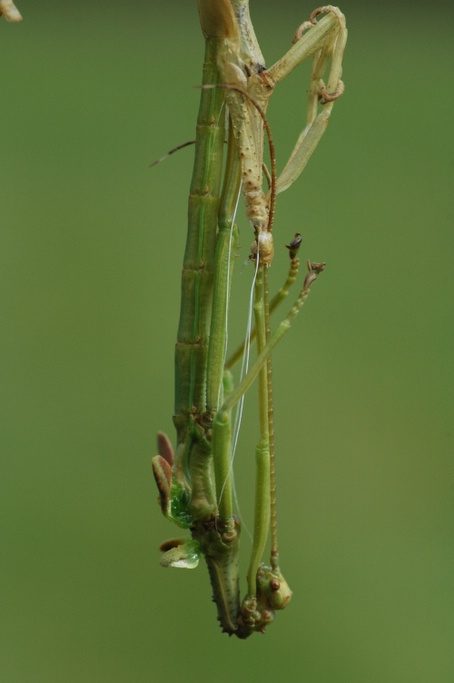 Vervelling mannelijke Diapherodes gigantea