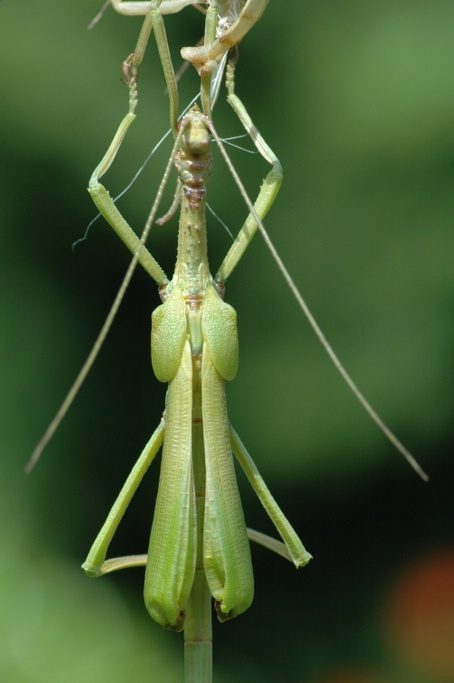 Vervelling mannelijke Diapherodes gigantea