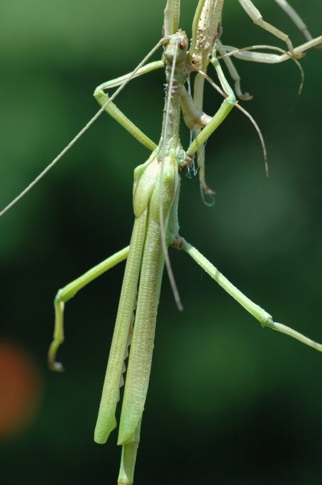 Vervelling mannelijke Diapherodes gigantea