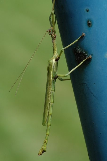Vervelling mannelijke Diapherodes gigantea