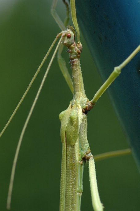 Vervelling mannelijke Diapherodes gigantea