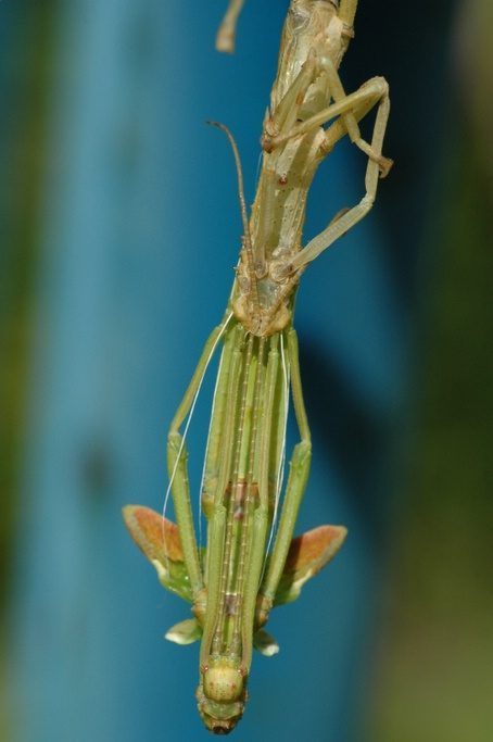 Vervelling mannelijke Diapherodes gigantea