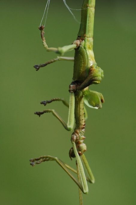 Vervelling mannelijke Diapherodes gigantea