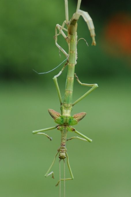 Vervelling mannelijke Diapherodes gigantea