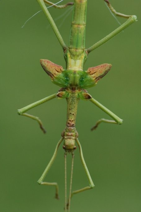 Vervelling mannelijke Diapherodes gigantea