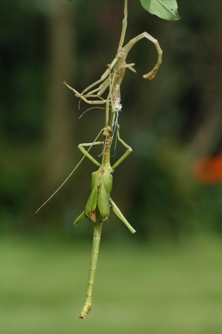Vervelling mannelijke Diapherodes gigantea