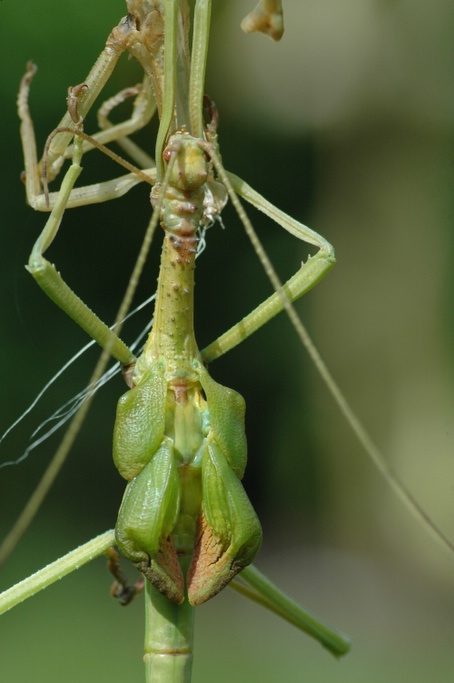 Vervelling mannelijke Diapherodes gigantea