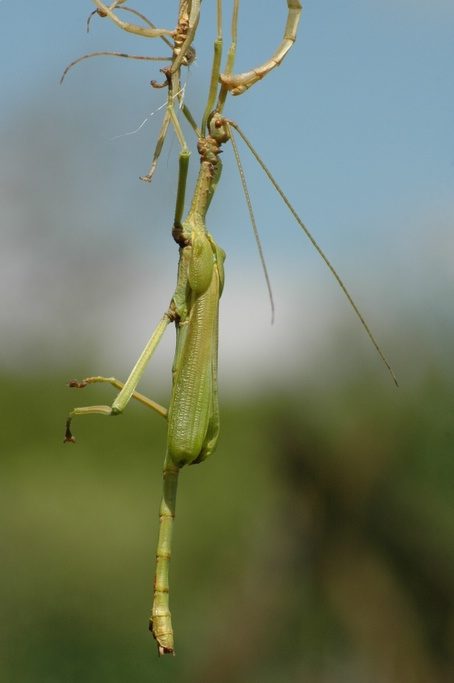 Vervelling mannelijke Diapherodes gigantea