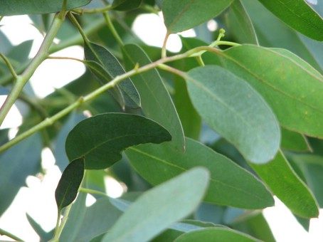 Eucalyptus gunnii - oudere bladeren