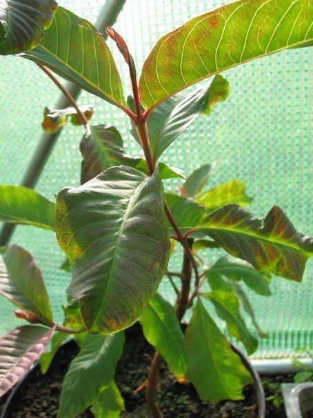 Guajava plant