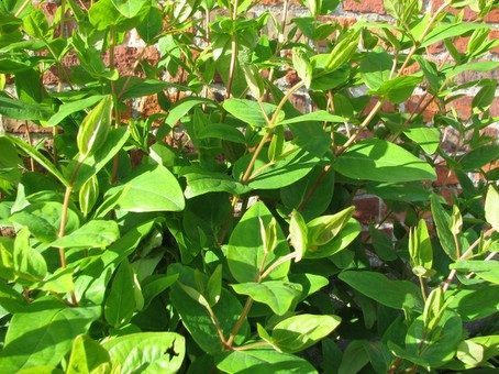 Hypericum inodorum