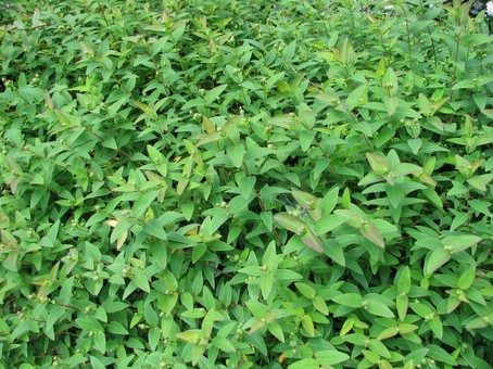Hypericum hidcote