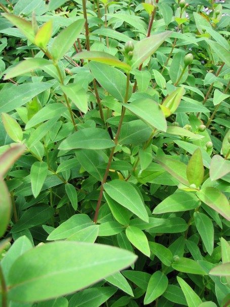 Hypericum hidcote