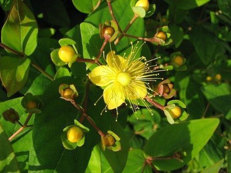 Hypericum inodorum