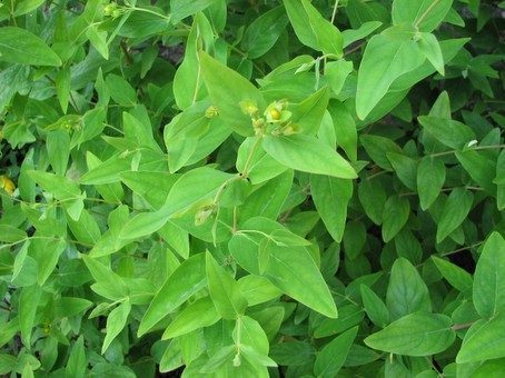 Hypericum androsaemum