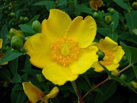 Hypericum hidcote