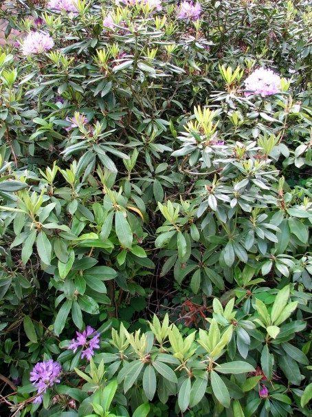 Rododendron