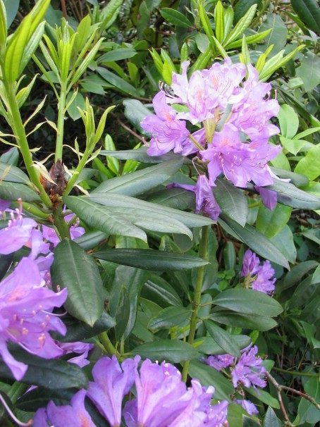 Rododendron
